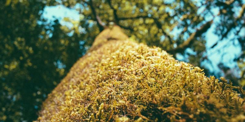 医疗资讯的“地域性”陷阱:为何A国神药在B国可能无效甚至有害?